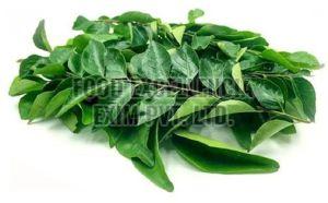 Fresh Green Curry Leaves