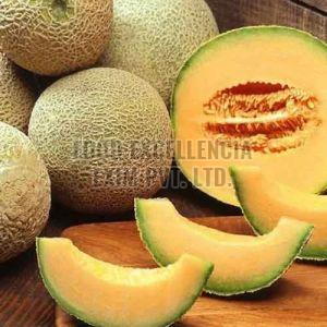 Fresh Muskmelon