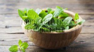 Green Fresh Mint Leaves