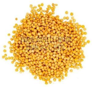 Yellow Mustard Seed