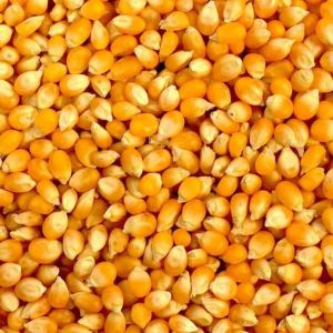 Cattle Feed Yellow Maize