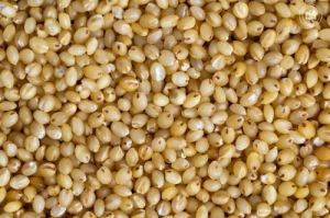 Foxtail Millet Seeds