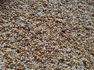 Kutki Millet Seeds