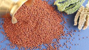 Finger Millet Seeds