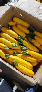 Yellow Zucchini