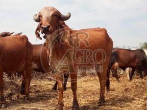 Gir Cow