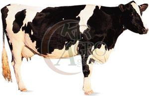 Holstein Friesian Cow