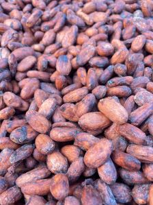 Cocoa Beans