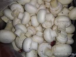 Fresh Button Mushroom