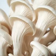 Fresh Elm Oyster Mushroom