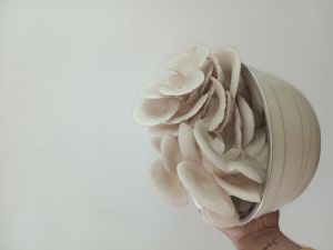 Fresh Oyster Mushroom