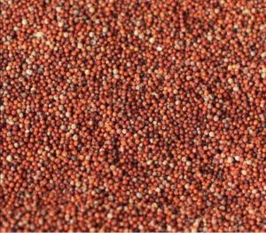 Finger Millet Seeds