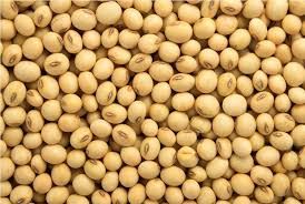 Fresh Soybean Seed