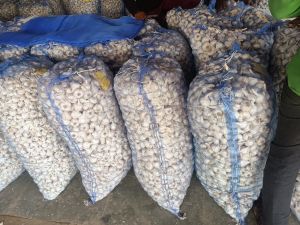 Natural Fresh Peeled Garlics