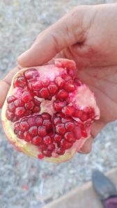 Fresh Organic Pomegranates