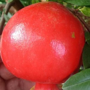 Fresh Organic Pomegranates