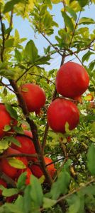 Fresh Organic Pomegranates