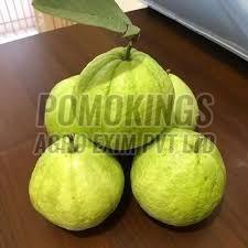 B Grade Fresh Green Guava