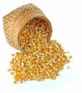 Yellow Fresh Natural Maize