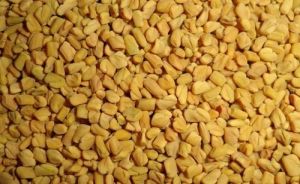 Fenugreek Seed