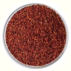 Ragi Millet