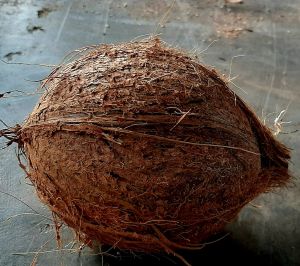 Solid Semi Husked Coconut