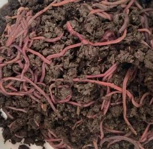 Eisenia Fetida Live Earthworm