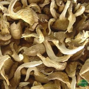 Organic Dry Oyster Mushroom