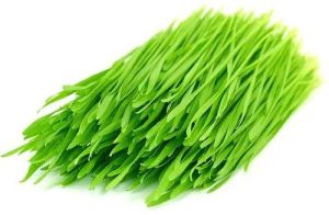 Fresh Wheat Grass