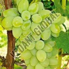 B Grade Green Grapes