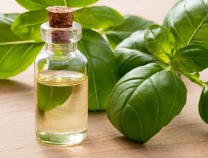 Basil Oil