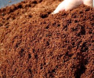 Coir Pith Powder