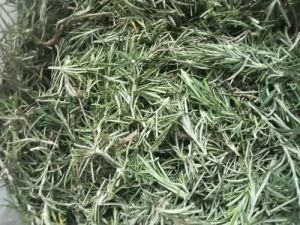 Green Rosemary Leaves