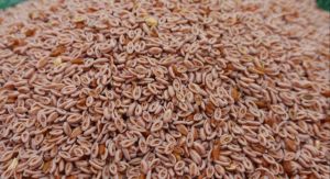 Psyllium Seed