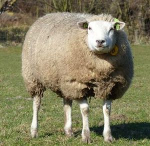Live Sheep