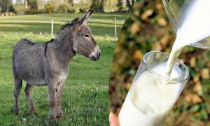 FRESH DONKEY MILK