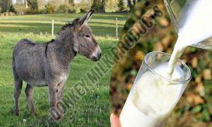 Fresh Donkey Milk