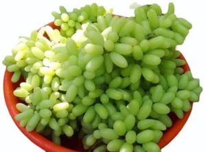 Fresh Green Grapes