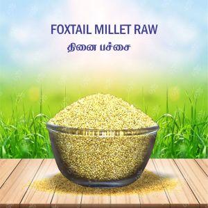 foxtail millet