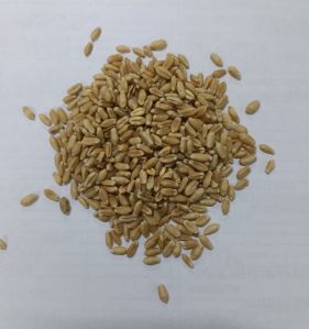 Wheat Seeds