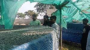 Biofloc Fish Farming Service