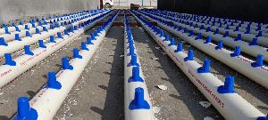 Button Mushroom Farming Service