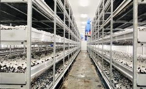 Button Mushroom Farming Service