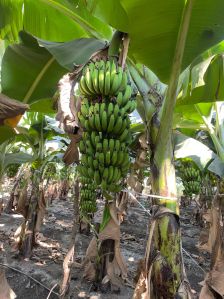 Fresh Green Banana