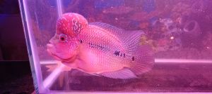 Flowerhorn Fish