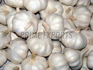A Grade Garlic
