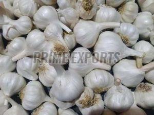Fresh Garlic