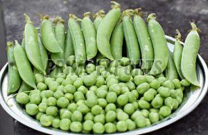 Fresh Green Peas