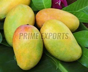 Fresh Kesar Mango