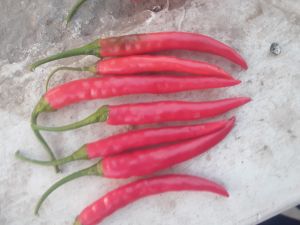 Red Chilli